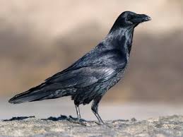 Birds Raven