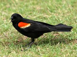 Birds Red-winged blackbird
