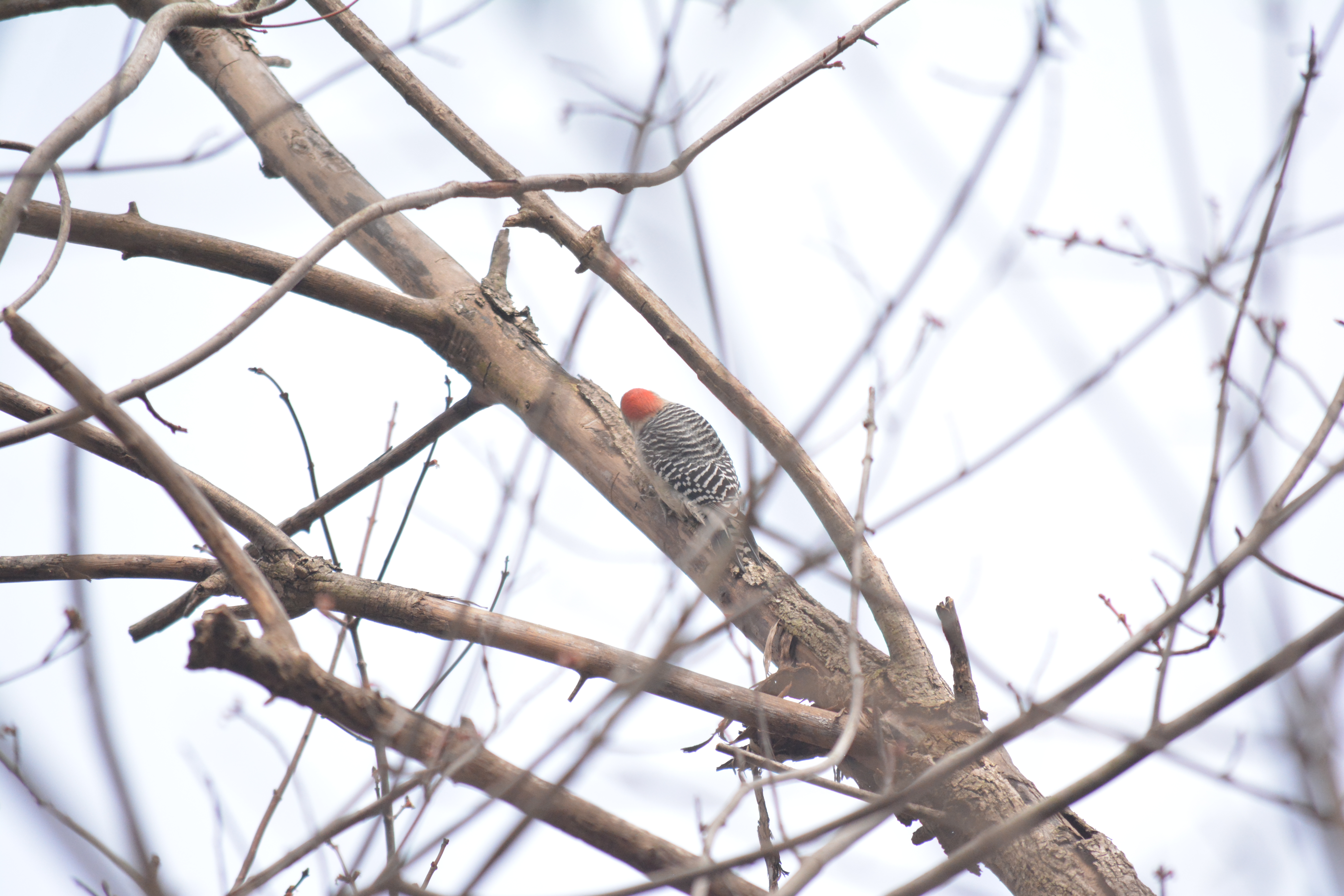 Birds woodpecker, red-bellied DSC_7774 Gron 1st April 2024